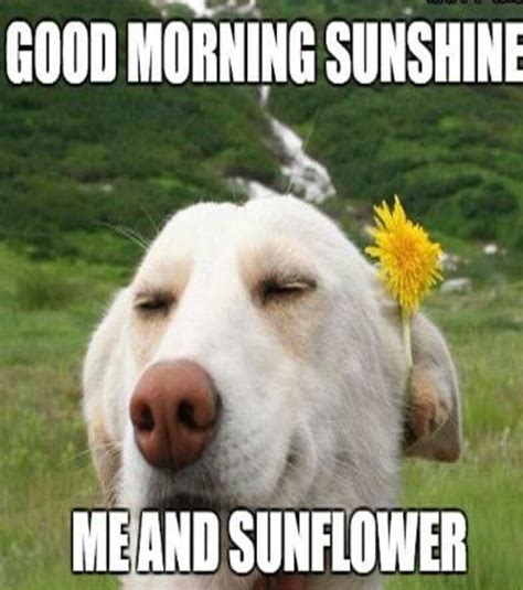 funny good morning memes for friends